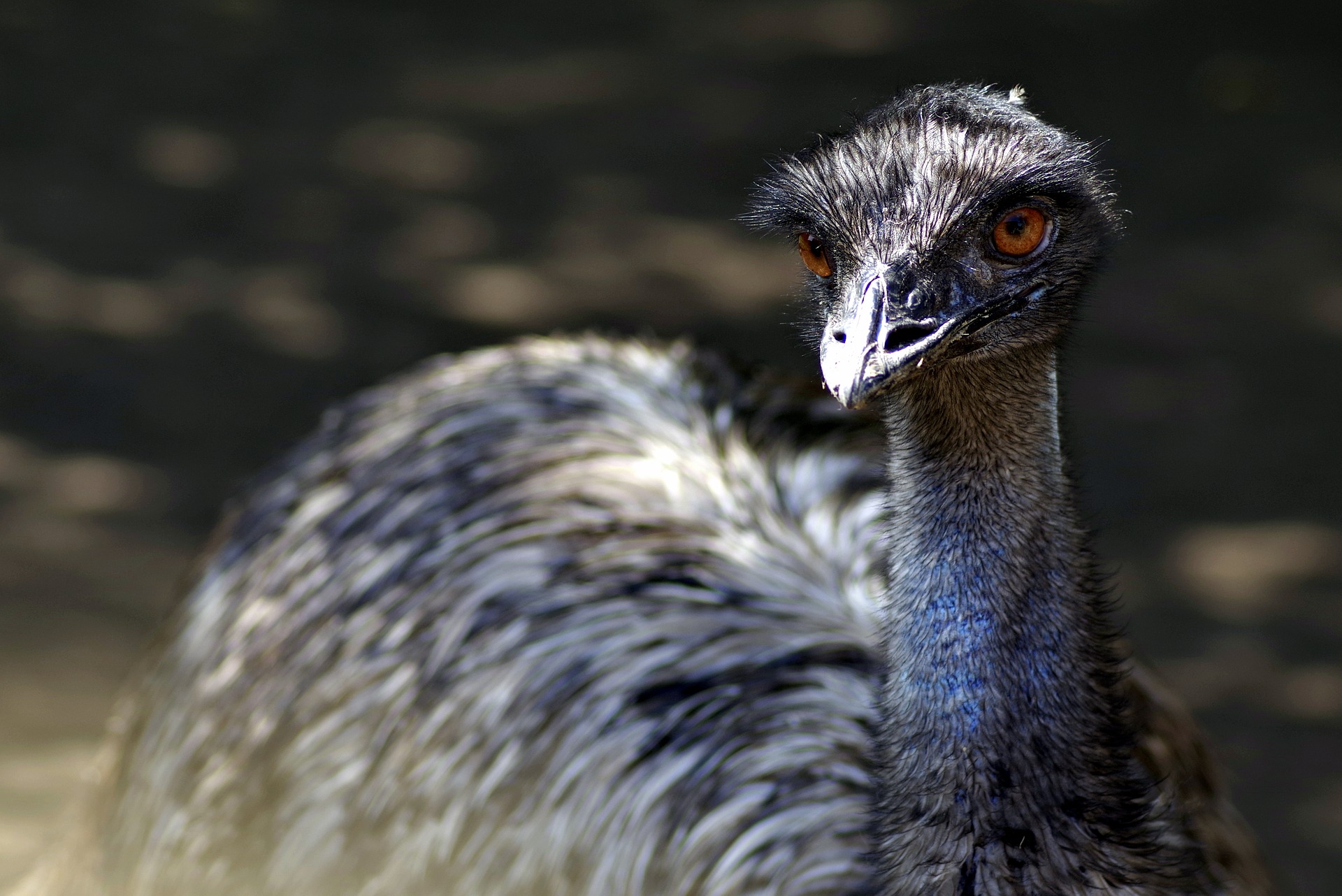 emu