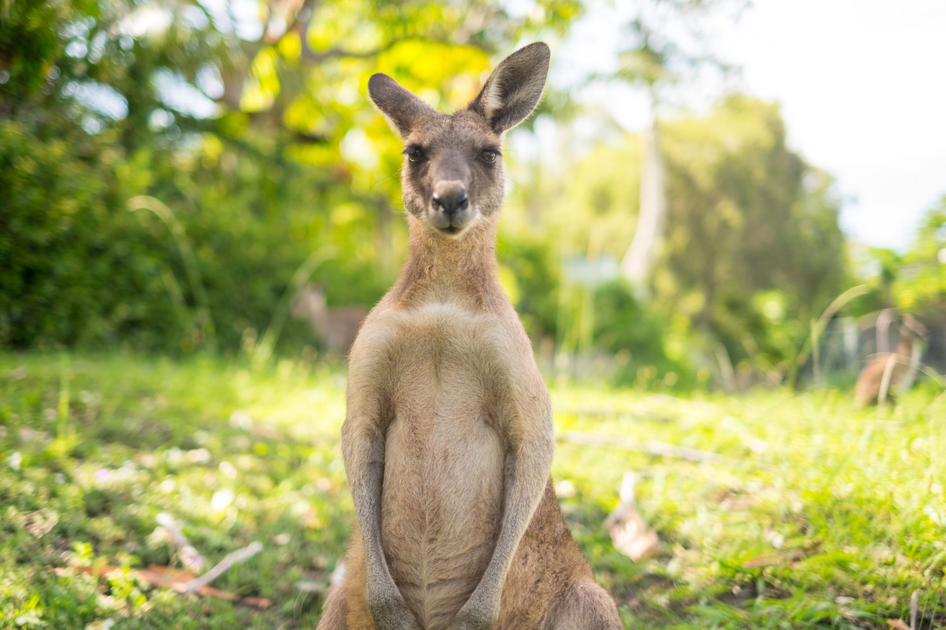 Co je typické pro Australii?