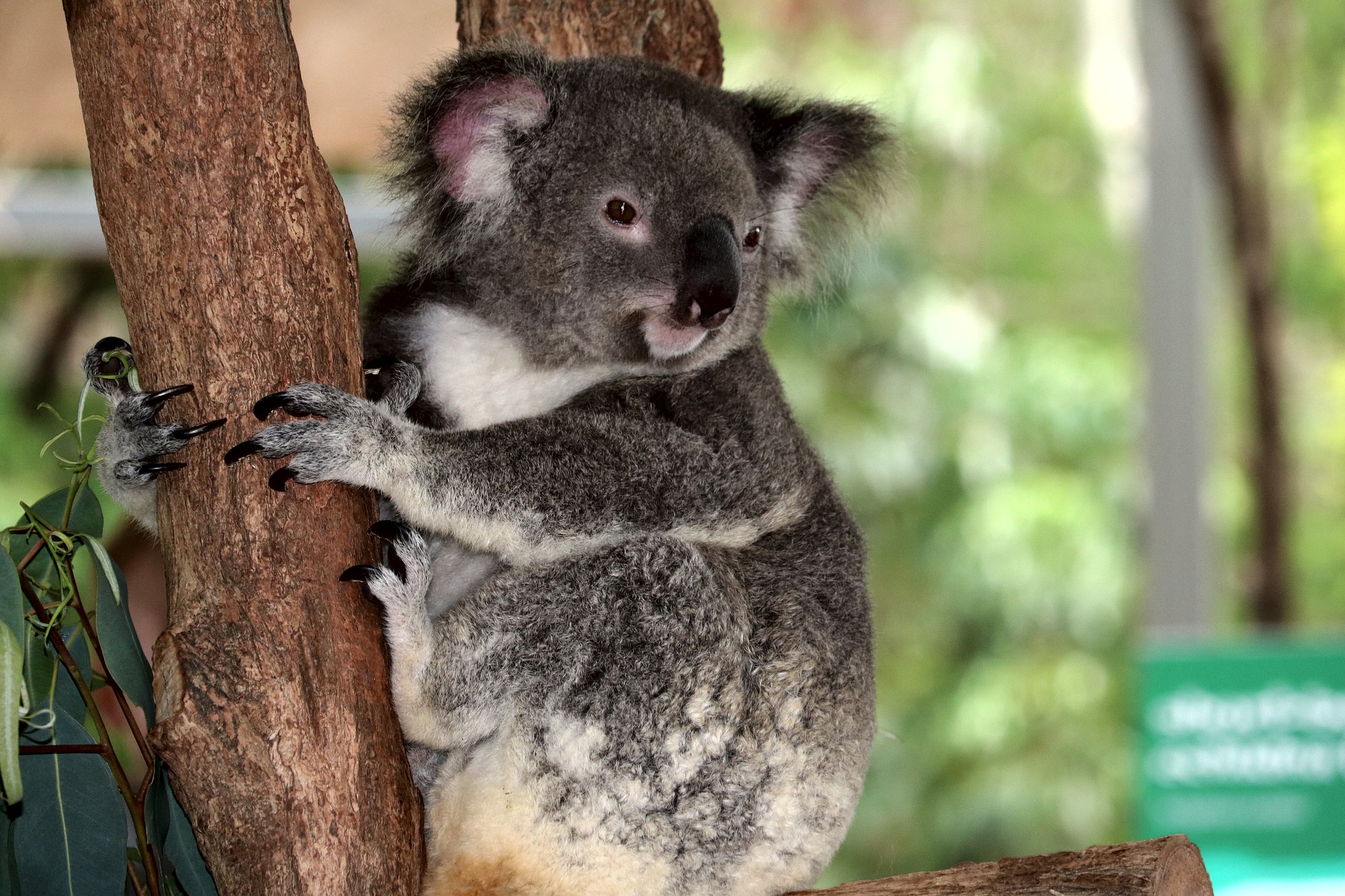 koala