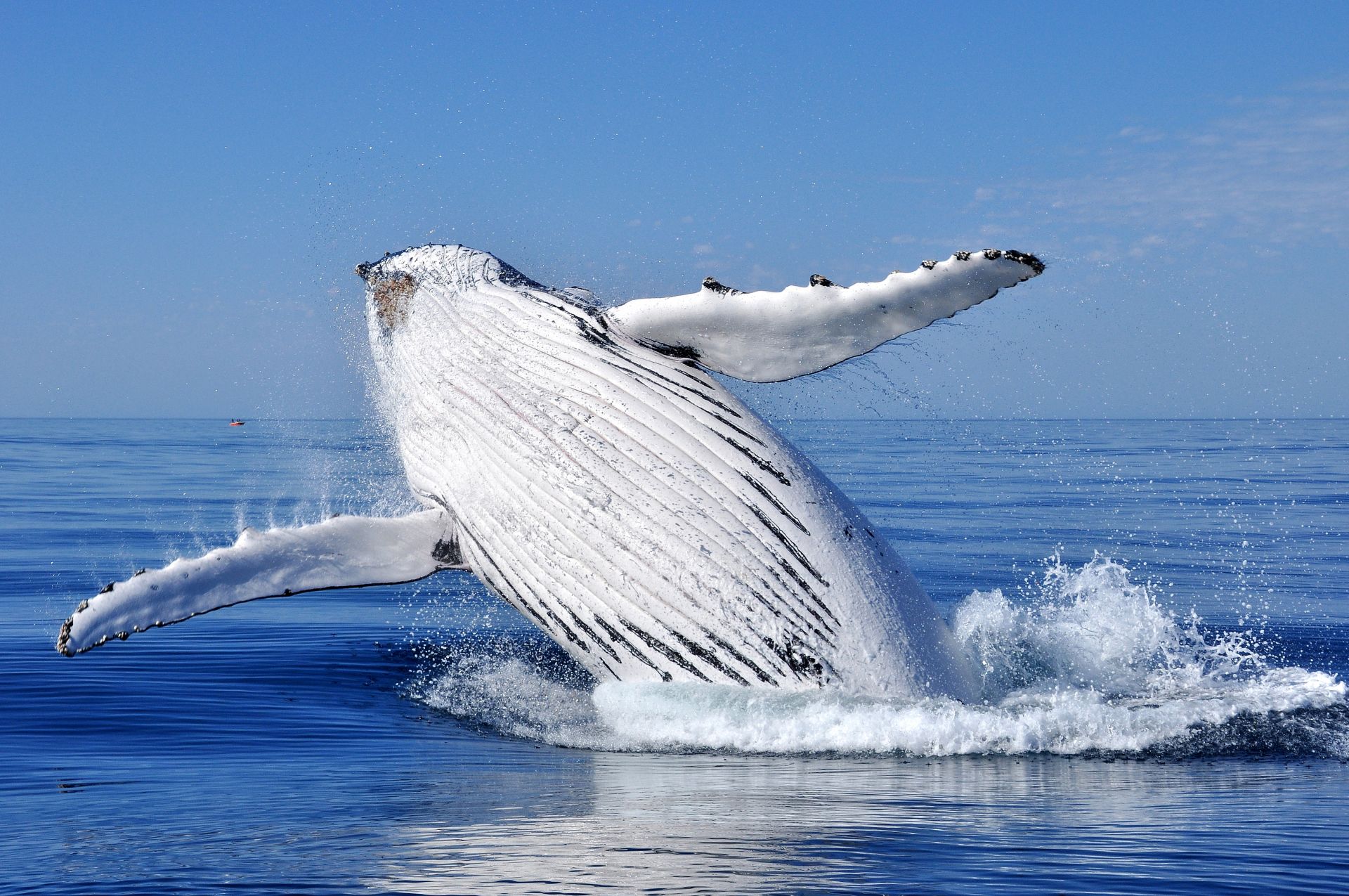 Pozorování velryb