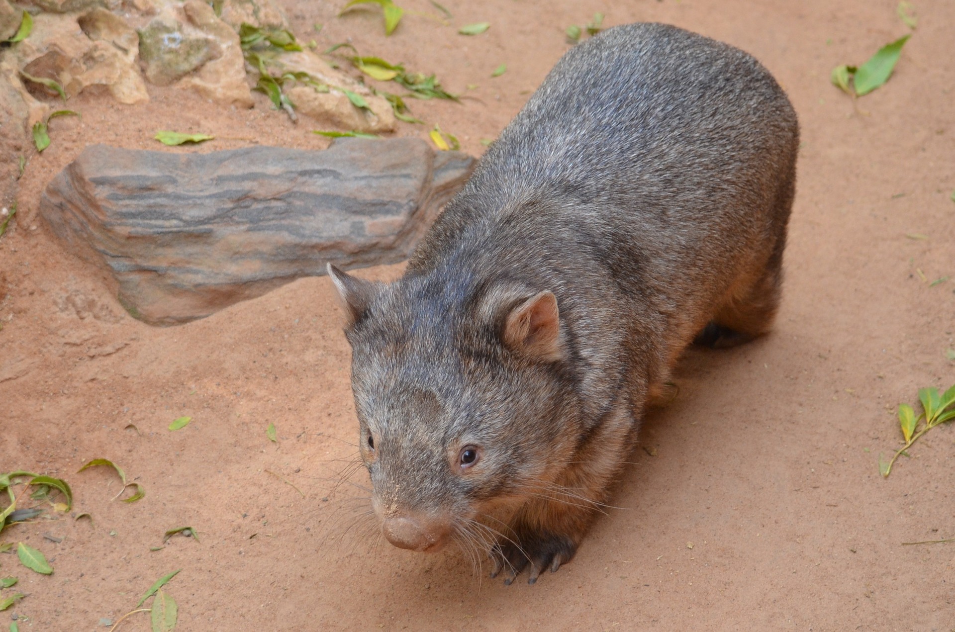 wombat